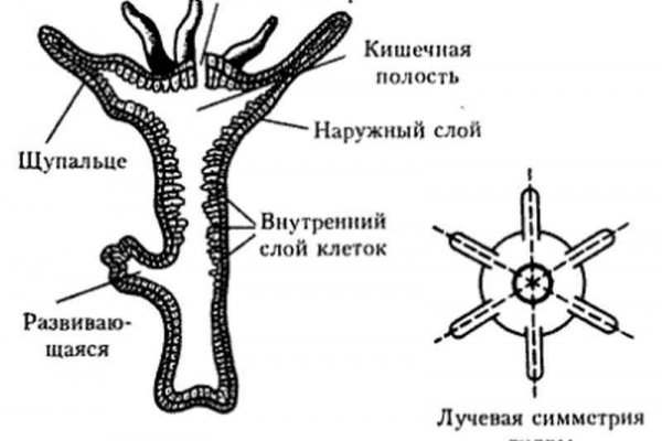 Kit kraken официальный сайт
